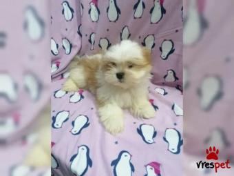 Ράτσα: Λάσα Άπσο - Lhasa Apso | Ηλικία: 2 μηνών | Φύλο: Αρσενικό | Αρ. Microchip: 5788005562323173 | Περιοχή: Ηράκλειο, Κρήτη